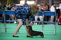 Crufts2011_2 827